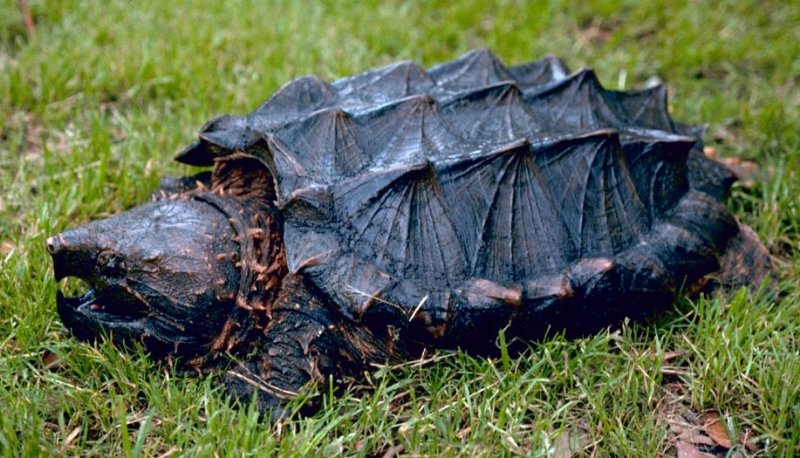 Turtle 2