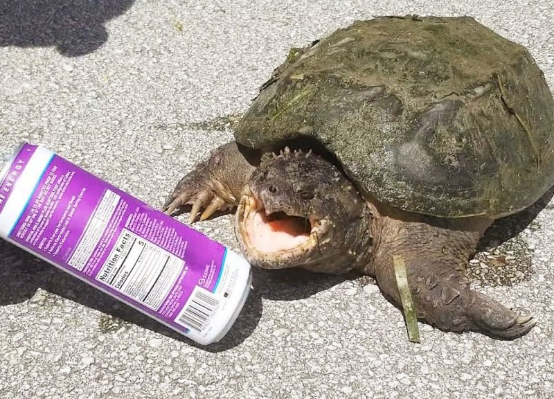 Turtle 2