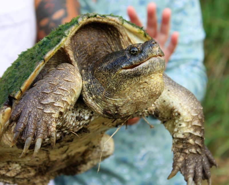 Turtle 2